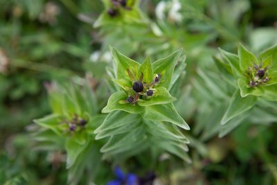 Gentiana dschungarica, photographed by Нурхайдарова Татьяна