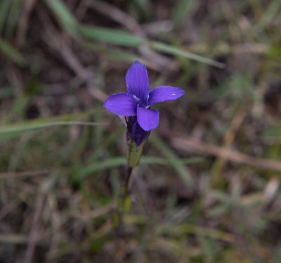 Gentianopsis barbata, photographed by Нурхайдарова Татьяна