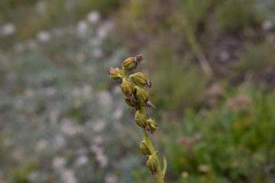 Ligularia glauca, photographed by Нурхайдарова Татьяна