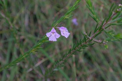 Hemigenia purpurea, photographed by Gary Williams
