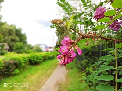 Robinia viscosa, photographed by Radosław Puchałka