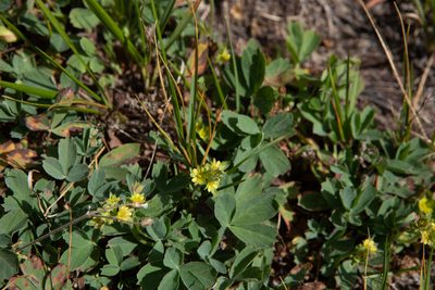 Sibbaldia procumbens, photographed by Нурхайдарова Татьяна