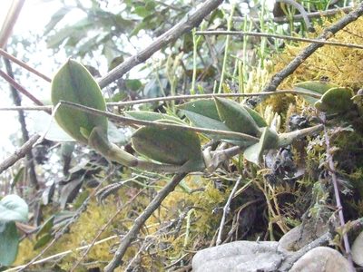 Trichoceros antennifer, photographed by Thibaud Aronson