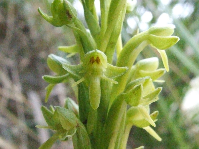 Habenaria gollmeri, photographed by Thibaud Aronson