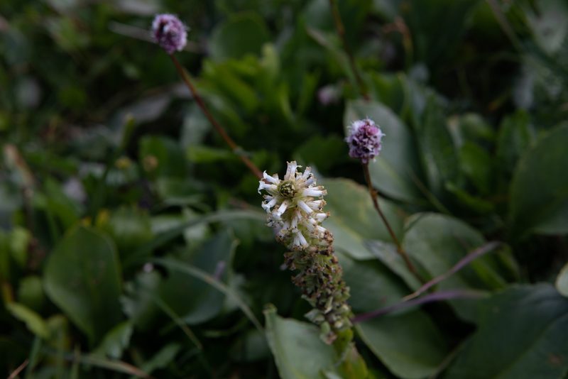 Lagotis integrifolia, photographed by Нурхайдарова Татьяна