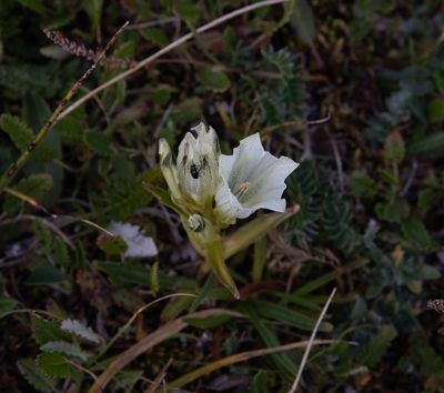 Gentiana algida, photographed by Нурхайдарова Татьяна