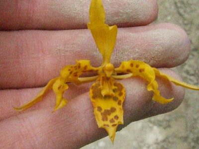 Cyrtochilum pardinum, photographed by Thibaud Aronson