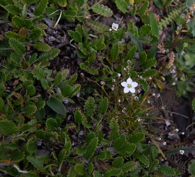Sabulina verna, photographed by Нурхайдарова Татьяна