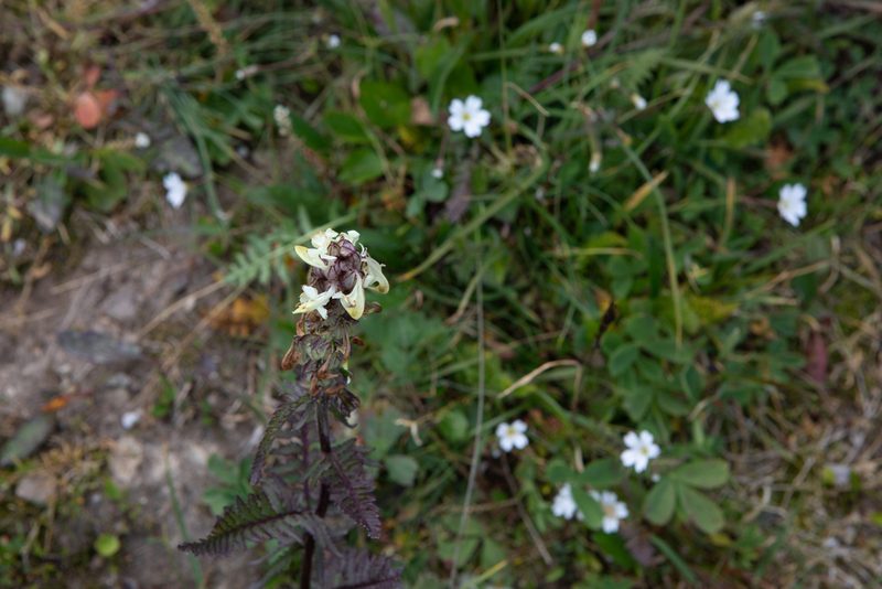 Pedicularis compacta, photographed by Нурхайдарова Татьяна