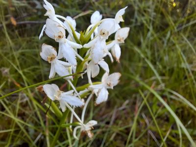Platanthera blephariglottis, photographed by Alexis Godin