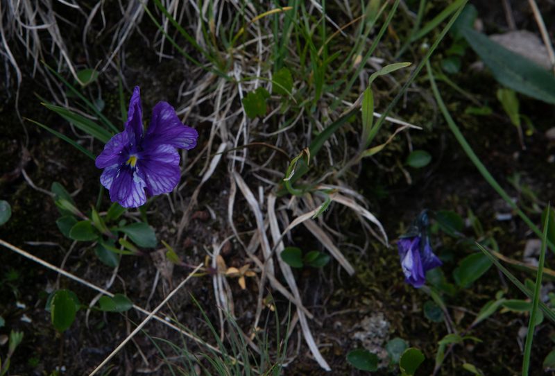 Viola altaica, photographed by Нурхайдарова Татьяна