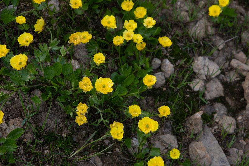 Ranunculus altaicus, photographed by Нурхайдарова Татьяна