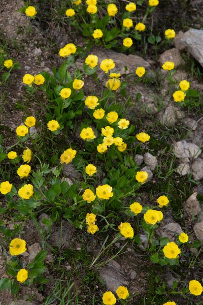 Ranunculus altaicus, photographed by Нурхайдарова Татьяна