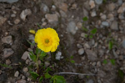 Ranunculus altaicus, photographed by Нурхайдарова Татьяна