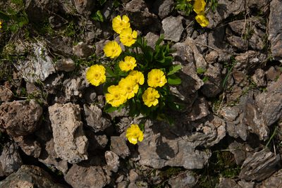 Ranunculus altaicus, photographed by Нурхайдарова Татьяна