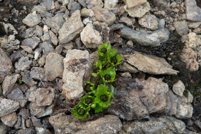 Ranunculus altaicus, photographed by Нурхайдарова Татьяна
