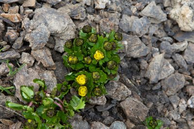 Ranunculus altaicus, photographed by Нурхайдарова Татьяна