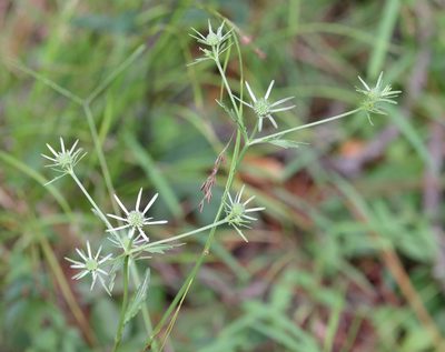 Eryngium integrifolium, photographed by Lauren McLaurin