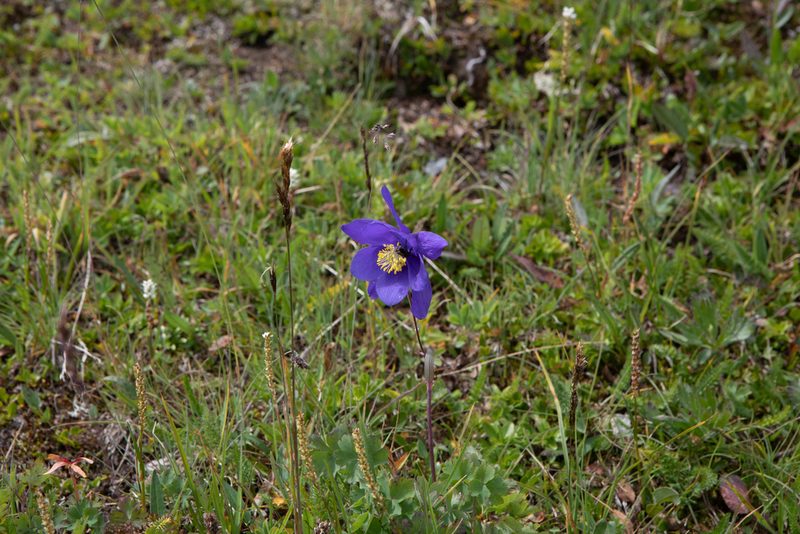 Aquilegia glandulosa, photographed by Нурхайдарова Татьяна
