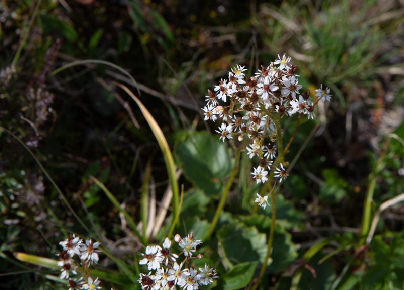 Micranthes nelsoniana, photographed by Нурхайдарова Татьяна