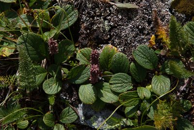 Salix reticulata, photographed by Нурхайдарова Татьяна