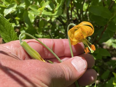 Lilium columbianum, photographed by Henrik Kibak