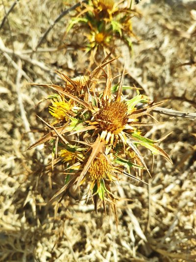 Carlina involucrata, photographed by Dimitri Brosens