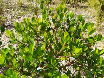 Baccharis macrantha, photographed by Andrés Ramírez-Barrera