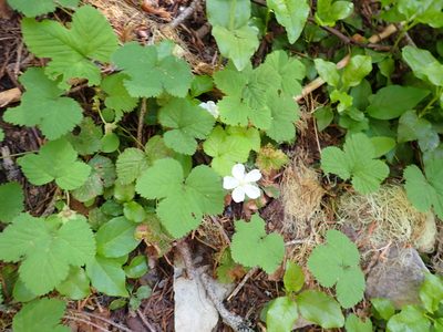 Rubus lasiococcus, photographed by John Brew