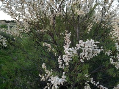 Tamarix africana, photographed by Davide Puddu
