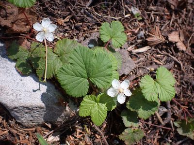 Rubus lasiococcus, photographed by John Brew