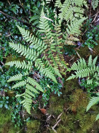 Megalastrum spectabile, photographed by Inao Vasquez