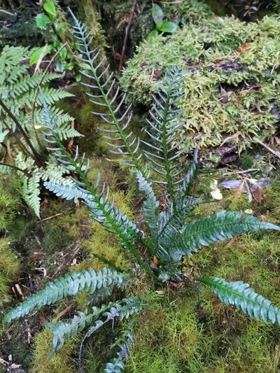 Austroblechnum lechleri, photographed by Inao Vasquez