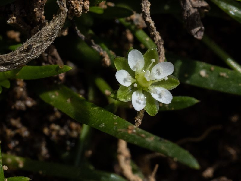 Sagina maxima, photographed by Karen and Mike