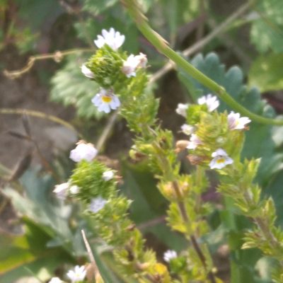 Euphrasia stricta, photographed by evgeniq_benihanov