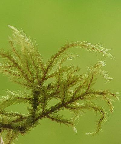Hylocomiastrum umbratum, photographed by Jonathan Hughes