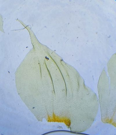 Hylocomiastrum umbratum, photographed by Jonathan Hughes