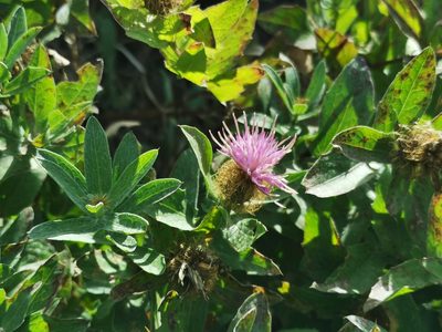Centaurea pectinata, photographed by Antoine Guiguet