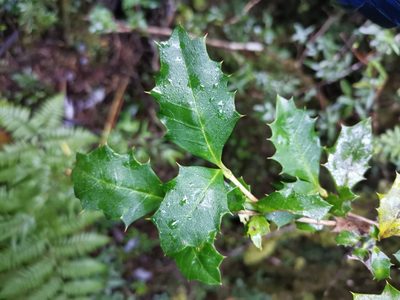 Desfontainia fulgens, photographed by Inao Vasquez