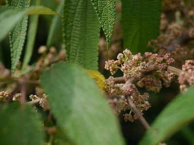 Debregeasia longifolia, photographed by Dinesh Valke