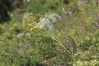 Crepidiastrum tenuifolium, photographed by Nina Filippova