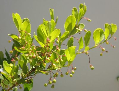 Crossopetalum rhacoma, photographed by Alison Copeland