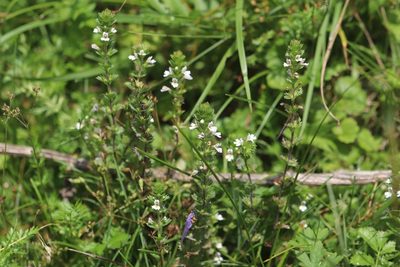 Euphrasia pectinata, photographed by Nina Filippova