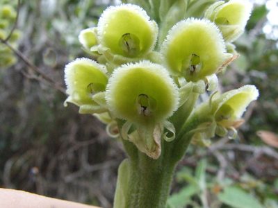 Altensteinia fimbriata, photographed by Thibaud Aronson