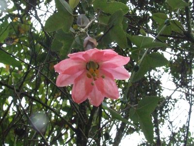 Passiflora cumbalensis, photographed by Thibaud Aronson