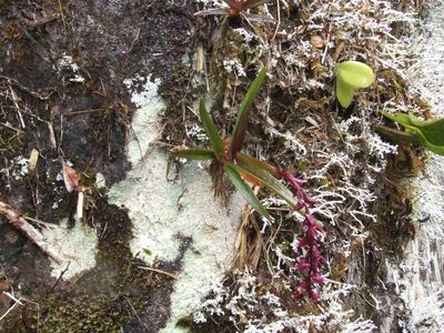 Epidendrum coryophorum, photographed by Thibaud Aronson