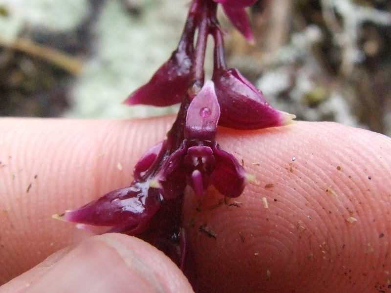 Epidendrum coryophorum, photographed by Thibaud Aronson