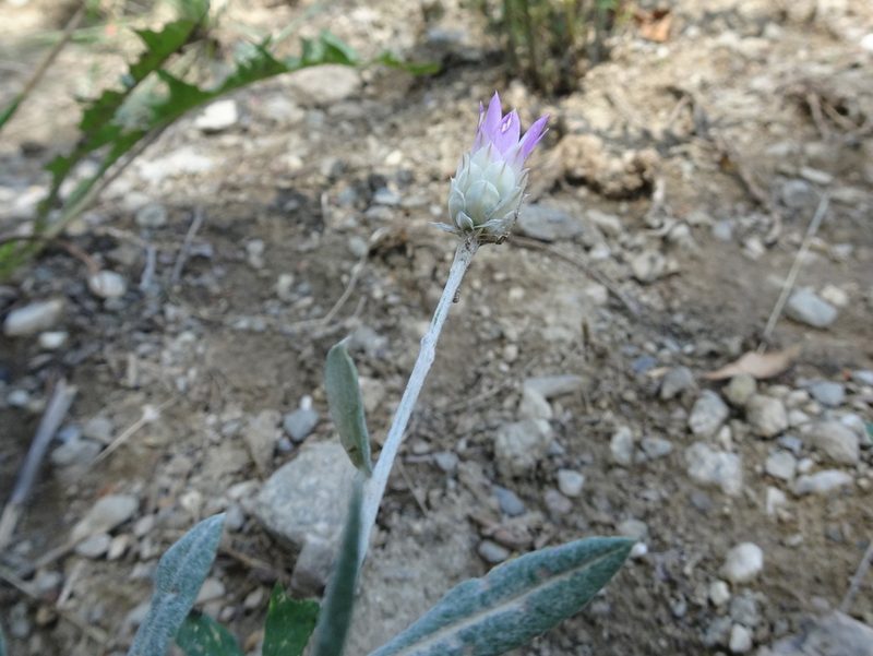 Xeranthemum inapertum, photographed by Thomas Koffel