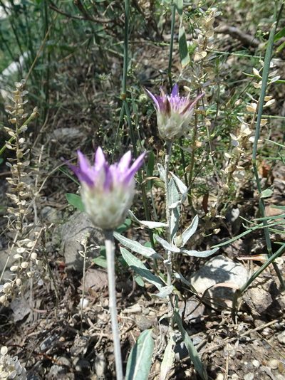 Xeranthemum inapertum, photographed by Thomas Koffel