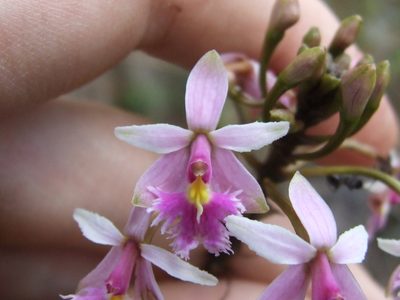 Epidendrum calanthum, photographed by Thibaud Aronson